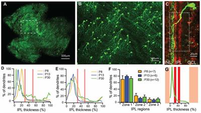 Glutamate Activity Regulates and Dendritic Development of J-RGCs